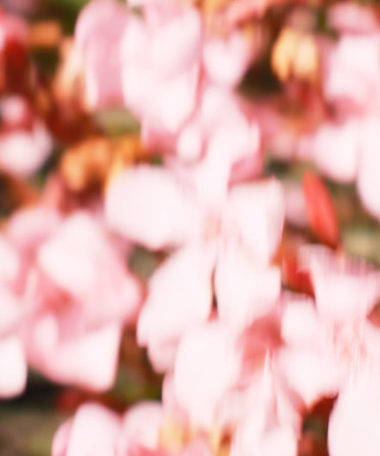 花粉で肌荒れするのはなぜ？今すぐできるスキンケア対策