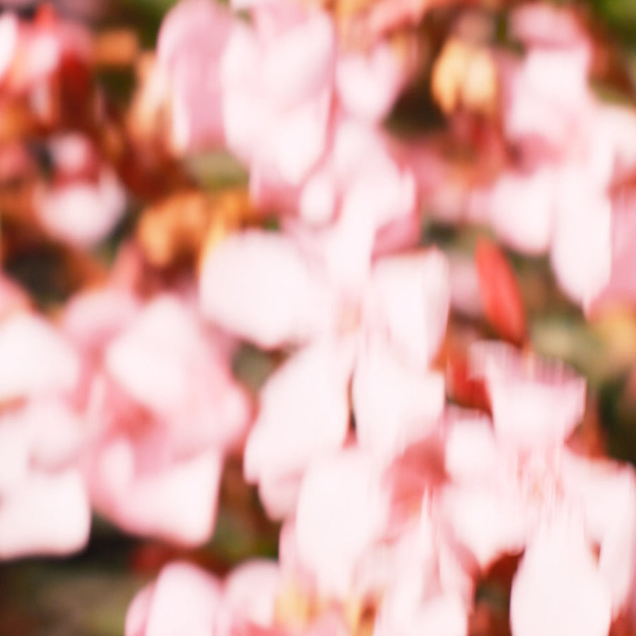 花粉で肌荒れするのはなぜ？今すぐできるスキンケア対策