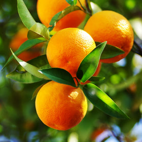 Mandarin orange peel extract
