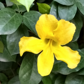 ウンカリアトメントサエキス