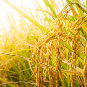 Rice bran oil