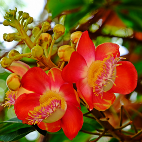 サラソウジュ種子脂