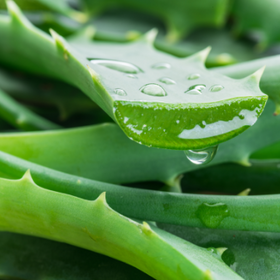 Aloe vera leaf extract