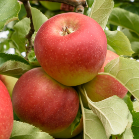Malus domestica fruit cell culture extract