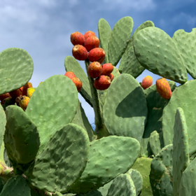 Echinocactus grusonii oil