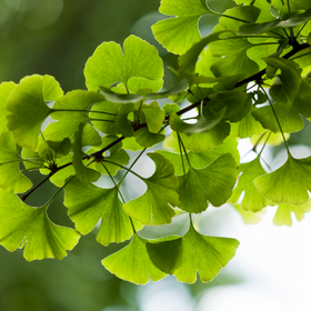 Ginkgo biloba leaf extract