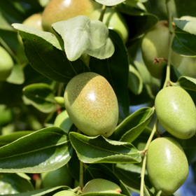 Jojoba oil