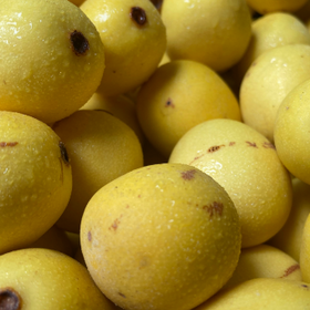 Marula Oil